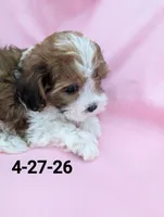 Teddie 1, a female Shihpoo for sale in Pahrump, NV – 2 of 2