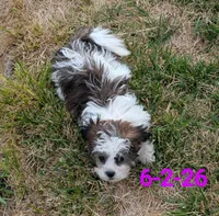 Miss Teddy, a female Shihpoo for sale in Pahrump, NV – 3 of 3