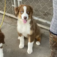 Cash, a male Australian Shepherd for sale in Pahrump, NV – Photo 1 of 2