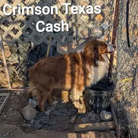 Cash, a male Australian Shepherd for sale in Pahrump, NV – Photo 2 of 2
