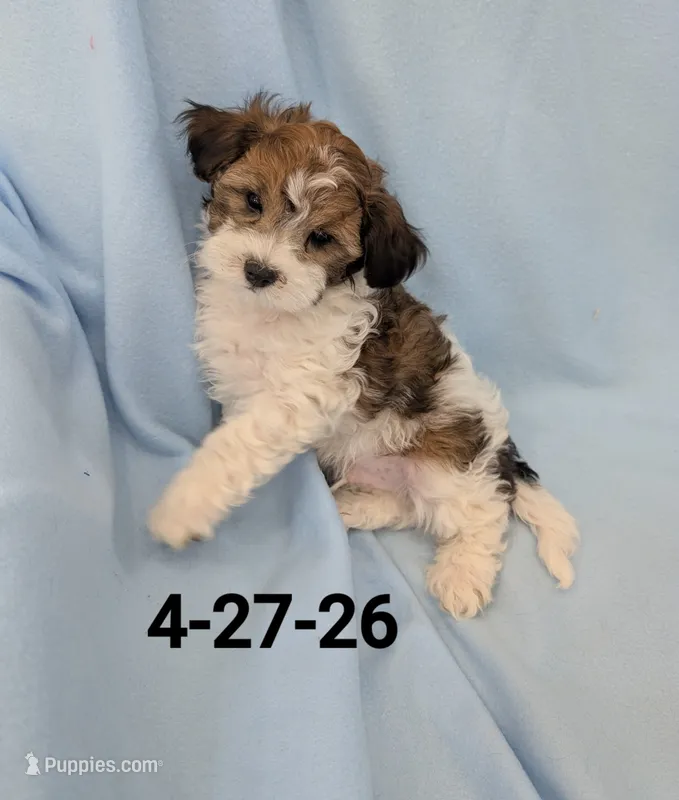 Teddy 1 – Shihpoo puppy for sale in Pahrump, NV