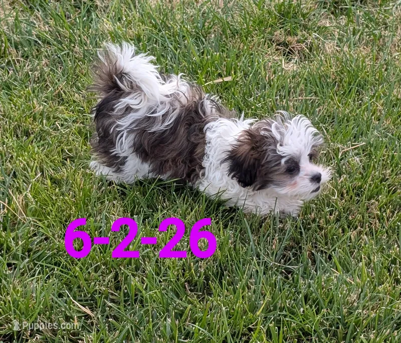 Miss Teddy – Shihpoo puppy for sale in Pahrump, NV