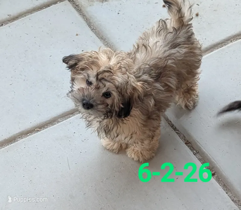 Ted – Shihpoo puppy for sale in Pahrump, NV