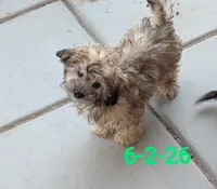 Ted, a male Shihpoo for sale in Pahrump, NV – 1 of 1