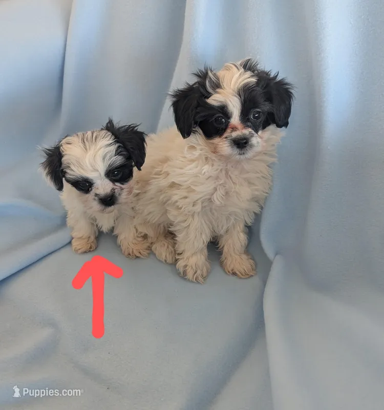 BeetleJuice – Shihpoo puppy for sale in Pahrump, NV