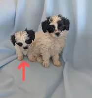 BeetleJuice, a male Shihpoo for sale in Pahrump, NV – 1 of 1