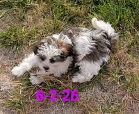Miss Teddy, a female Shihpoo for sale in Pahrump, NV – 2 of 3