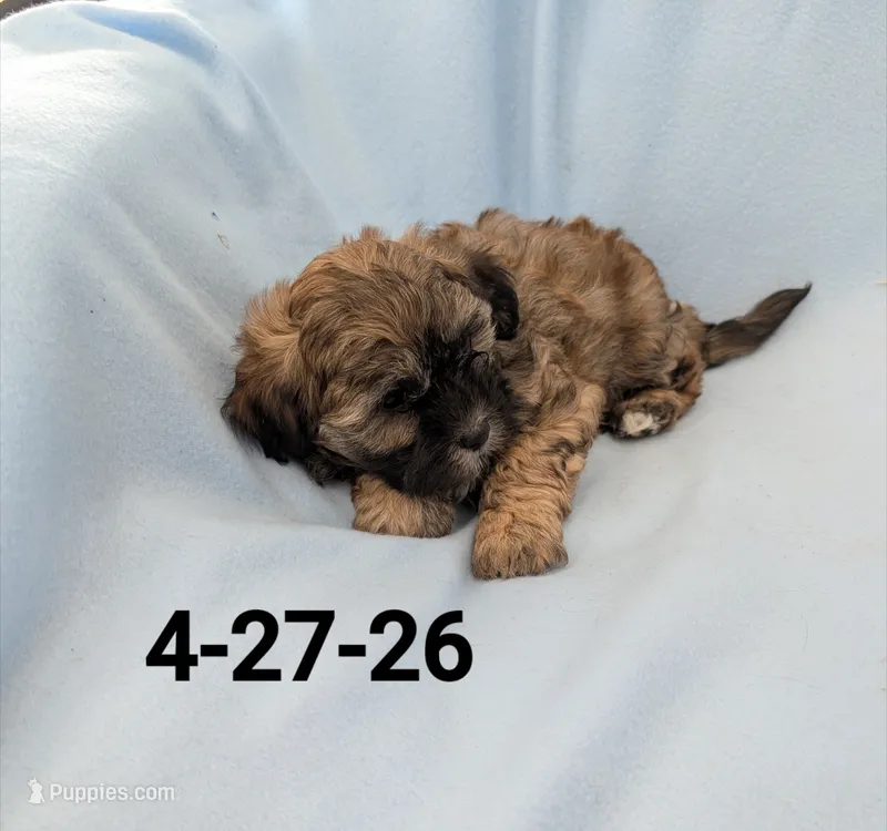 Teddy 2 – Shihpoo puppy for sale in Pahrump, NV