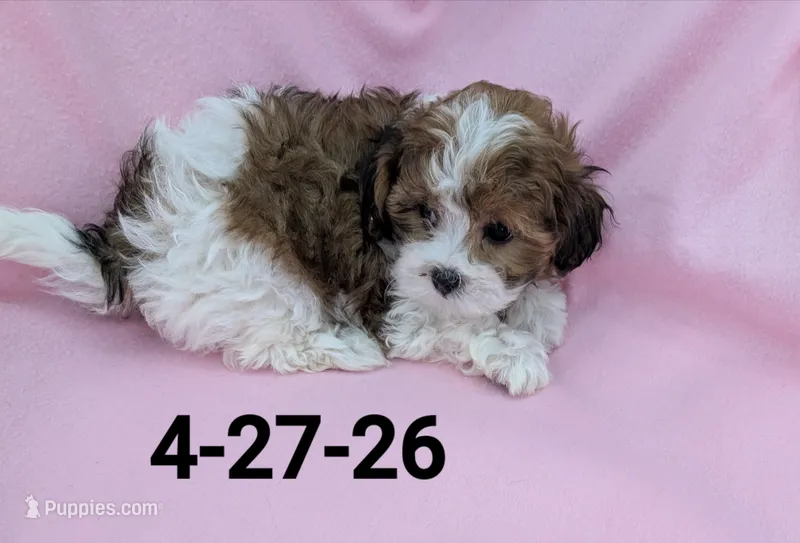 Teddie 1 – Shihpoo puppy for sale in Pahrump, NV