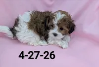 Teddie 1, a female Shihpoo for sale in Pahrump, NV – 1 of 2