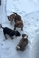 Jr, a male American Bully for sale in Milwaukee, WI – Photo 3 of 5