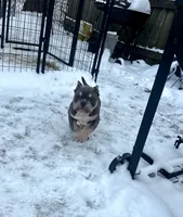 Jr, a male American Bully for sale in Milwaukee, WI – Photo 2 of 5