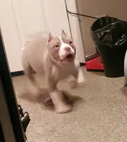 Candy, a female American Bully for sale in Milwaukee, WI – Photo 3 of 5