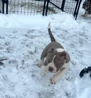 Candy, a female American Bully for sale in Milwaukee, WI – Photo 1 of 5