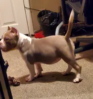 Candy, a female American Bully for sale in Milwaukee, WI – Photo 2 of 5