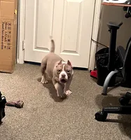 Candy, a female American Bully for sale in Milwaukee, WI – Photo 4 of 5