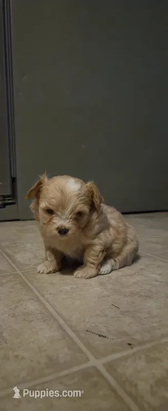 Candy  – Pomeranian, Shiranian puppy for sale in Bakersfield, CA