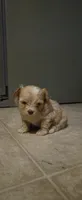 Candy , a female Pomeranian and Shiranian for sale in Bakersfield, CA – 1 of 6