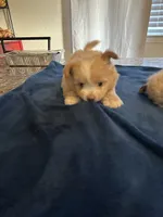 Guinea, a female Pomeranian and Shiranian for sale in Bakersfield, CA – 3 of 3