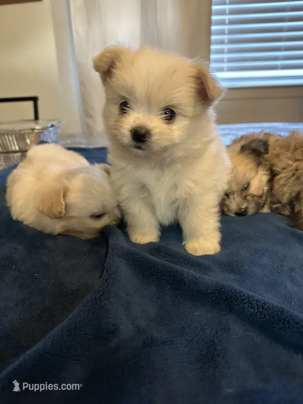 Vanilla – Shiranian puppy for sale in Bakersfield, CA