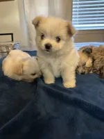 Vanilla, a male Shiranian for sale in Bakersfield, CA – 1 of 3