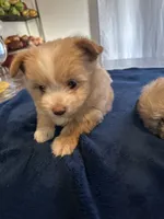 Guinea, a female Pomeranian and Shiranian for sale in Bakersfield, CA – 2 of 3
