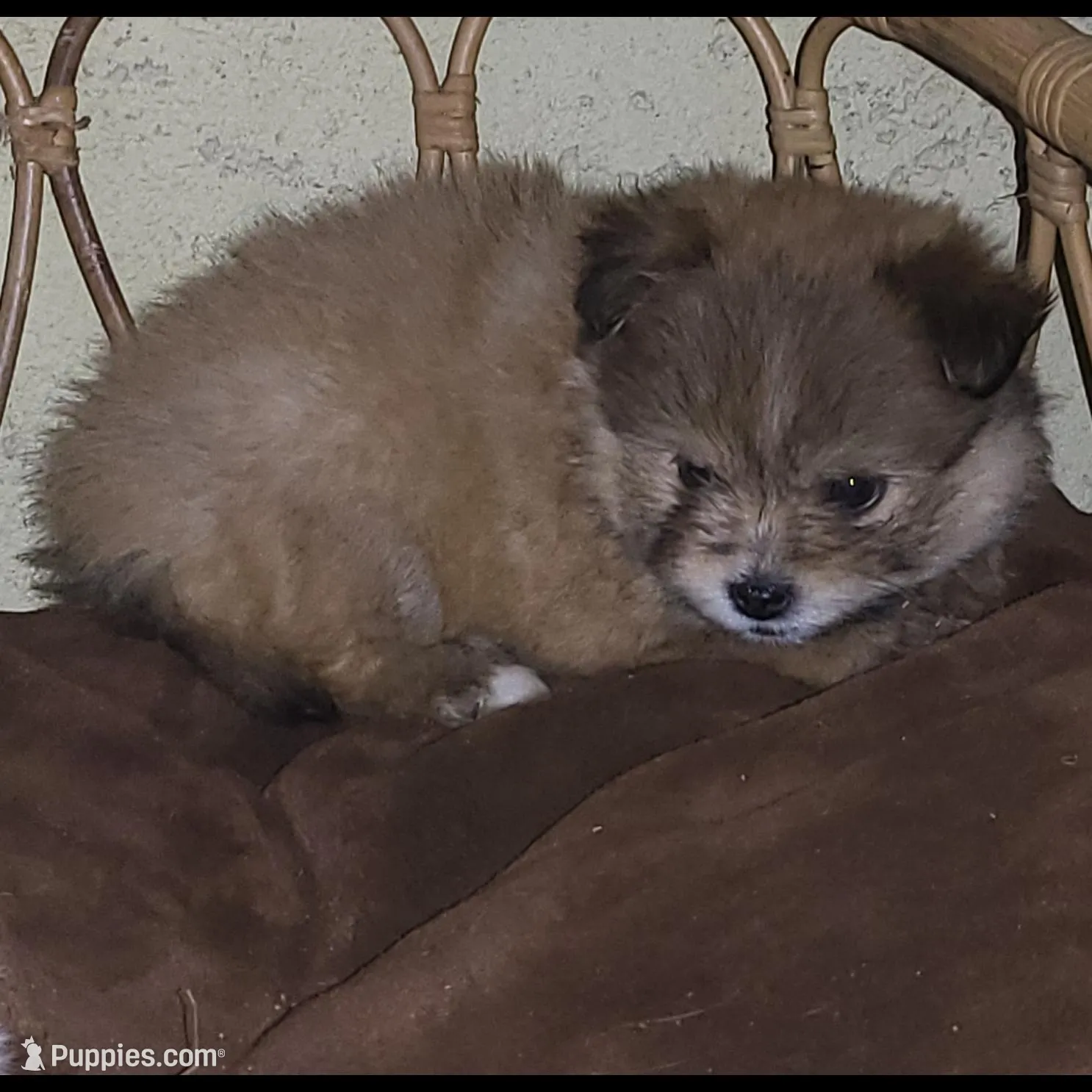 Brownie, a male Shiranian for sale in Bakersfield, CA – Photo 2 of 2