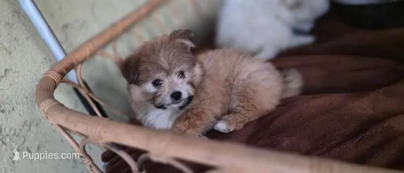 Brownie  – Shiranian puppy on hold in Bakersfield, CA