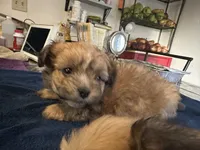 Yogi, a female Shiranian for sale in Bakersfield, CA – 1 of 2