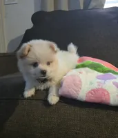 Rascal, a male Pomeranian and Shiranian for sale in Bakersfield, CA – 3 of 3