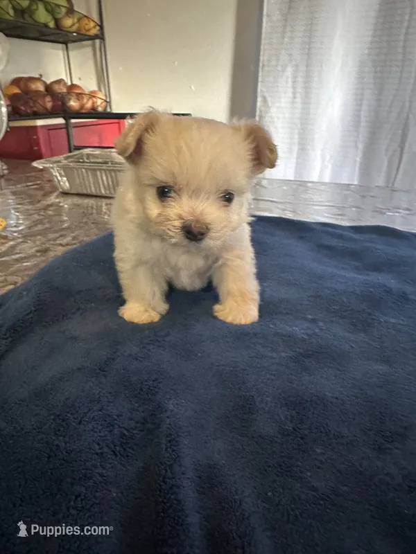Pug – Shiranian puppy for sale in Bakersfield, CA
