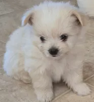 Vanilla, a male Shiranian for sale in Bakersfield, CA – 2 of 3