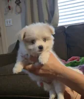 Hazel, a female Pomeranian and Shiranian for sale in Bakersfield, CA – 2 of 3
