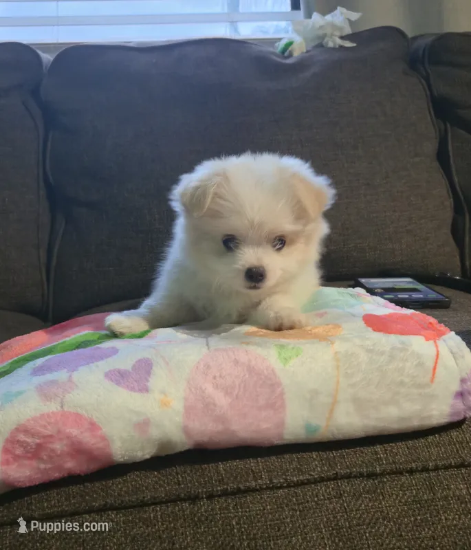 Hazel – Pomeranian, Shiranian puppy for sale in Bakersfield, CA