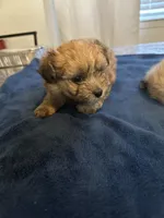 Yogi, a female Shiranian for sale in Bakersfield, CA – 2 of 2