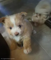 Guinea, a female Pomeranian and Shiranian for sale in Bakersfield, CA – 1 of 3