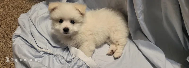 Snowball, a male Shiranian for sale in Bakersfield, CA – Photo 1 of 1