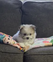 Kit, a male Pomeranian and Shiranian for sale in Bakersfield, CA – 2 of 2