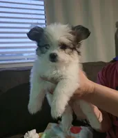 Trixie, a female Pomeranian and Shiranian for sale in Bakersfield, CA – 3 of 3