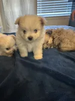 Vanilla, a male Shiranian for sale in Bakersfield, CA – 3 of 3