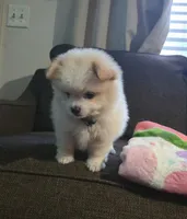 Rascal, a male Pomeranian and Shiranian for sale in Bakersfield, CA – 2 of 3
