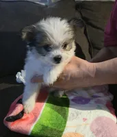 Trixie, a female Pomeranian and Shiranian for sale in Bakersfield, CA – 1 of 3