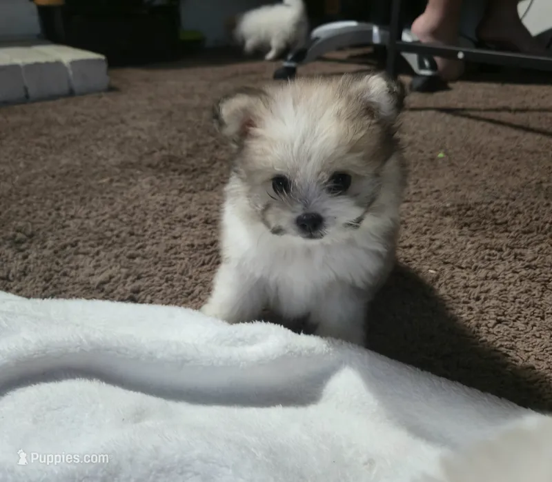 Kit, a male Pomeranian and Shiranian for sale in Bakersfield, CA – 1 of 2