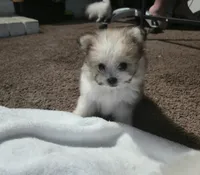 Kit, a male Pomeranian and Shiranian for sale in Bakersfield, CA – 1 of 2