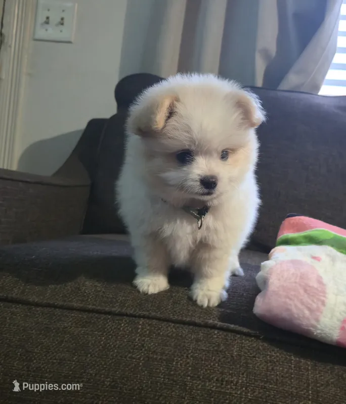 Rascal – Pomeranian, Shiranian puppy for sale in Bakersfield, CA