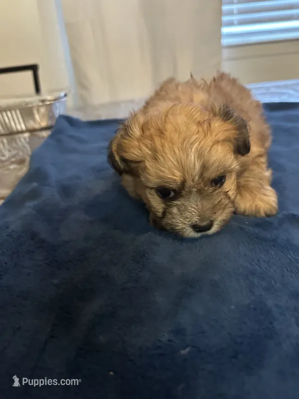 Cub – Shiranian puppy for sale in Bakersfield, CA
