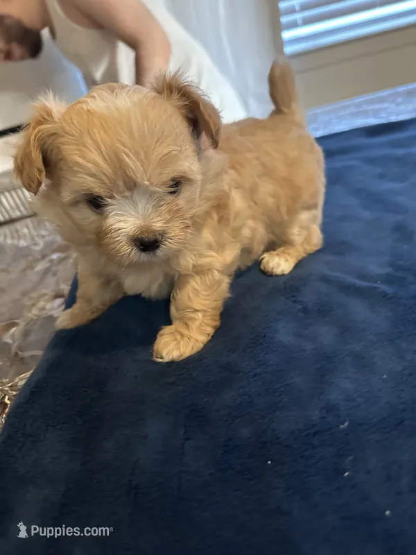 Candy – Pomeranian, Shiranian puppy for sale in Bakersfield, CA