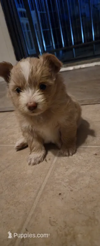 Guinea – Pomeranian, Shiranian puppy for sale in Bakersfield, CA