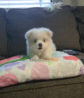 Hazel, a female Pomeranian and Shiranian for sale in Bakersfield, CA – 3 of 3