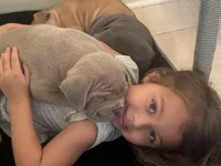 Frankie , a male American Bully for sale in Tampa, FL – Photo 4 of 4